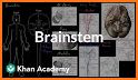 brainSTEM related image