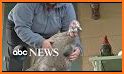 Turkey Rescue related image