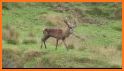 Deer hunting calls:Whitetail, Wapiti, moose sounds related image