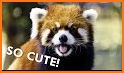 Red Panda: Casual Slingshot & Animal Logic Game related image