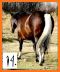 Horse Quiz related image