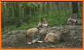 Steppe Wolf related image