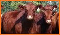 American Shorthorn Association related image