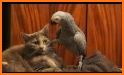 Cat Bird related image