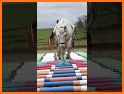 Polework Horse Riding Training related image