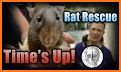 Cute Rat Rescue related image