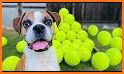 Pet Tennis related image