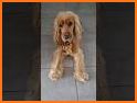 Cocker Spaniel SK03 related image