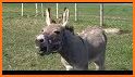 Donkey Sounds related image