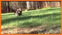 South Carolina Wild Turkey Harvest Reporting related image