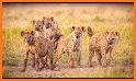 Botswana Wildlife Guide related image