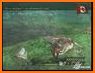 Jungle Dinosaurs Hunter FPS Shooting Game related image