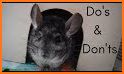 Chinchilla Home related image