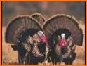 Turkey Calls - Ad Free related image