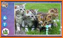 Cats & Dogs Jigsaw Puzzles related image