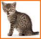 Tonos de gatos para celular, ringtones de gatos related image