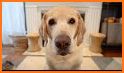 Talking Dog Labrador related image