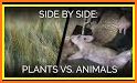 Plants vs Animals related image