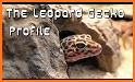 Leopard Gecko Pro 1.0 related image