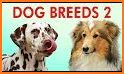 How to Learn Breeds of Dogs related image