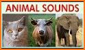 Animal Sounds for Kids Learning related image