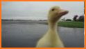 Ducko related image