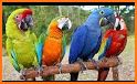 Scarlet Macaw Pictures related image