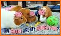 Guinea Pig Puzzle related image