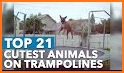 Trampoline Animal related image