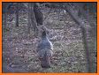 Turkey hunting calls: Hunting sounds Mating calls. related image