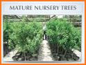 Star Nursery Garden Centers related image