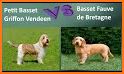 Basset Fauve de Bretagne related image