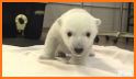 Polar Animal - Pup Care related image