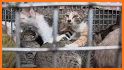 Cat Meat related image