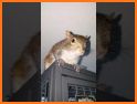 Squirrel Calls 2 related image