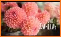 Dahlia 2021 related image