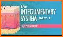 Integumentary System - Skin Quiz related image