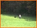 Dog Tracking related image