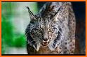 Semana Lince related image