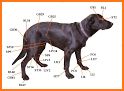 Dog health related image