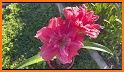 Amaryllis 2021 related image