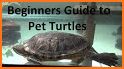 How to Take Care of a Pet Turtle related image