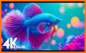 Betta Fish - Virtual Aquarium related image