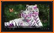 Bengal Tiger Live Wallpaper related image