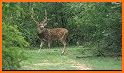 Green Nature Deer Love Theme related image