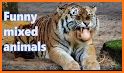 Hybrid Animal Photo Editor related image