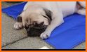 Pug Pad related image