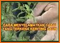 tips cara merawat tanaman cabe yang baik dan benar related image