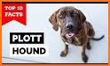 Plot Hound V6 related image