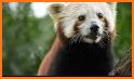 Red Pandas Adventure related image